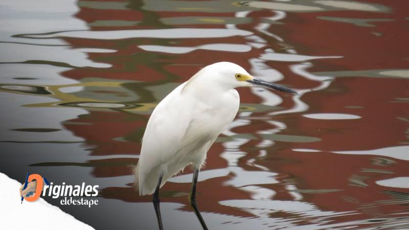 La última morada de los seres humanos ofrece hogar a cientos de especies de aves