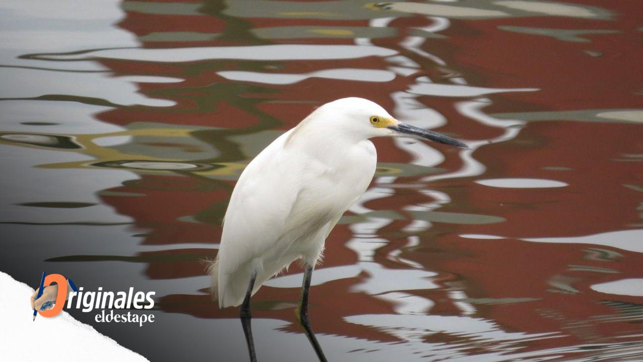 La última morada de los seres humanos ofrece hogar a cientos de especies de aves
