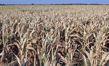 Declaran emergencia agropecuaria por sequía en 64 partidos bonaerenses | Ministro de economía