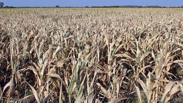 Declaran emergencia agropecuaria por sequía en 64 partidos bonaerenses