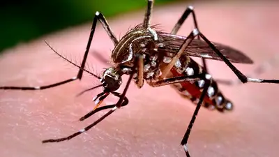 Advierten por un nuevo brote de fiebre chikungunya en Buenos Aires Advierten por un nuevo brote de fiebre chikungunya en Buenos Aires