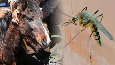 Encefalitis equina Encefalitis equina