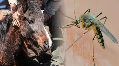 Nuevos casos de encefalomielitis equina y un muerto en Santa Fe: cómo prevenir la enfermedad Nuevos casos de encefalomielitis equina y un muerto en Santa Fe: cómo prevenir la enfermedad