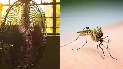Chau mosquitos: el insólito truco para espantarlos con un ventilador. Chau mosquitos: el insólito truco para espantarlos con un ventilador.