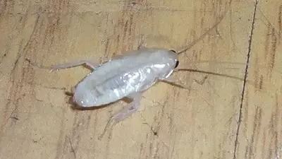 Cucarachas blancas Cucarachas blancas