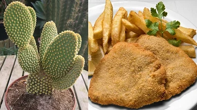 Milanesas. Cactus Milanesas. Cactus