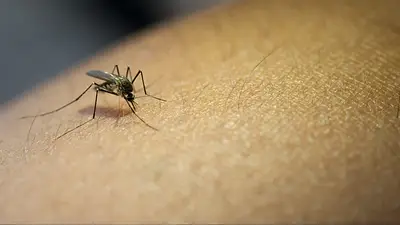 Máxima preocupación por el aumento de casos de dengue: tips para prevenir la enfermedad Máxima preocupación por el aumento de casos de dengue: tips para prevenir la enfermedad