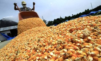 La provincia vivió una histórica cosecha de maíz en el oeste | Producción