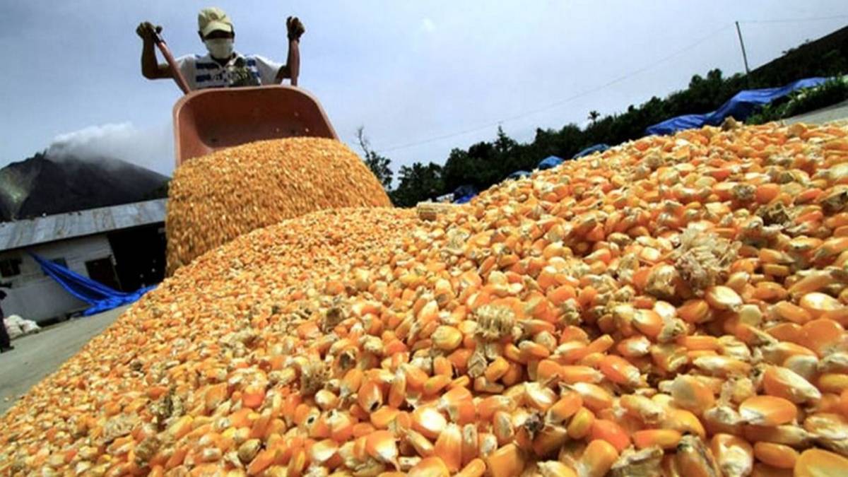 Entre Ríos lanza seguros para pequeños productores de maíz