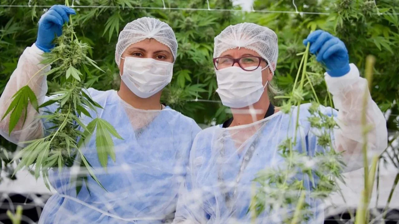 Federal” ya se encuentra disponible en farmacias de La Rioja, El primer  aceite de cannabis medicinal riojano, Página