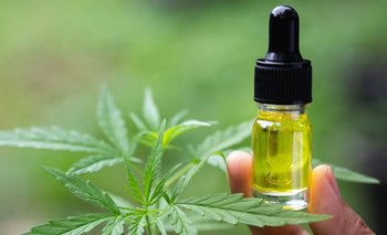 Investigan el uso de cannabis medicinal para el tratamiento de migrañas | El destape la rioja