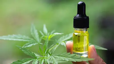 Aceite de cannabis: estos son todos los requisitos para comprarlo Aceite de cannabis: estos son todos los requisitos para comprarlo