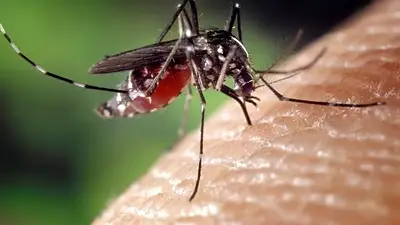 Dengue: crece la preocupación por el aumento de casos en la última semana Dengue: crece la preocupación por el aumento de casos en la última semana
