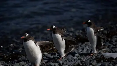 Detectan la gripe aviar en pingüinos cerca de la Antartida Detectan la gripe aviar en pingüinos cerca de la Antartida