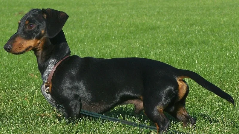 perro salchicha