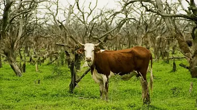 Rabia bovina: activan campaña de vacunación en Formosa, tras un caso positivo Rabia bovina: activan campaña de vacunación en Formosa, tras un caso positivo