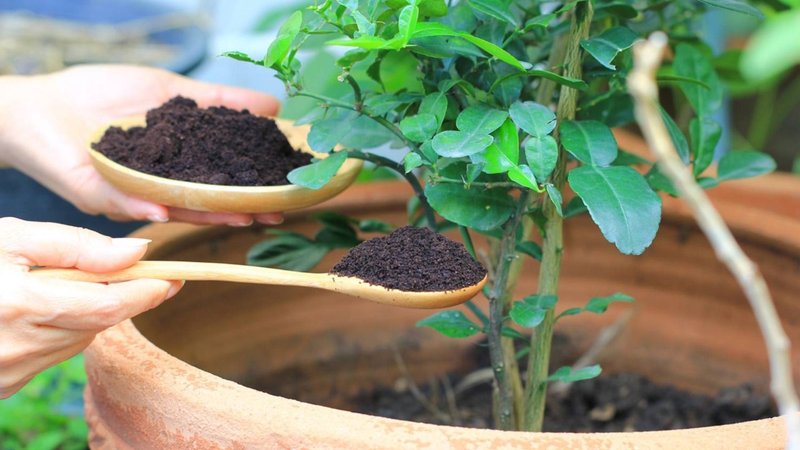 Abono casero plantas