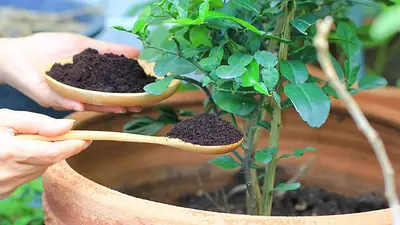 Abono casero plantas Abono casero plantas