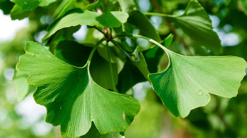 Ginko biloba