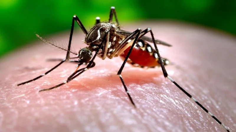 Mosquito que transmite el dengue