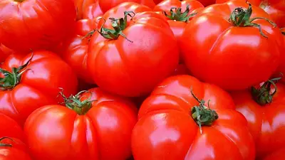 Tomates Tomates