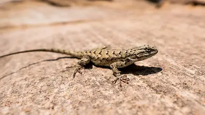 Lagartijas Lagartijas