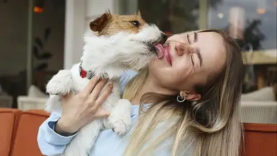Perro lamiendo a su dueña Perro lamiendo a su dueña