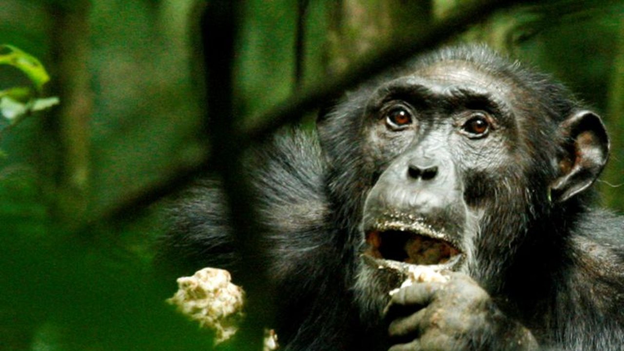Los chimpancés salvajes se adaptan genéticamente a distintos hábitats, muestra estudio
