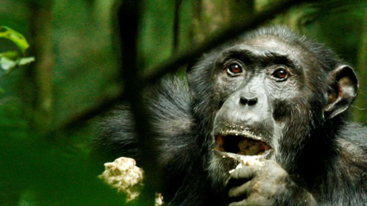 Los chimpancés salvajes se adaptan genéticamente a distintos hábitats, muestra estudio