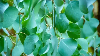 Eucalipto plantas Eucalipto plantas