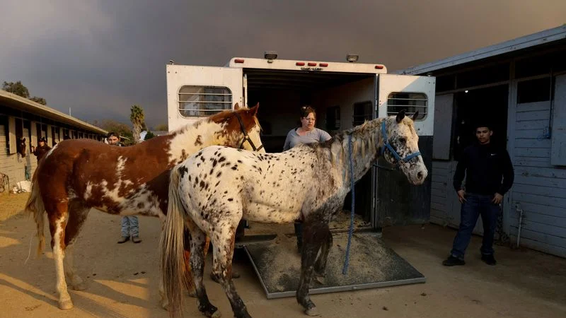 Rescatadores de animales atienden a evacuados por incendio de Los Ángeles: perros, burros y caballos