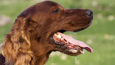 Perro jadeando. Perro jadeando.