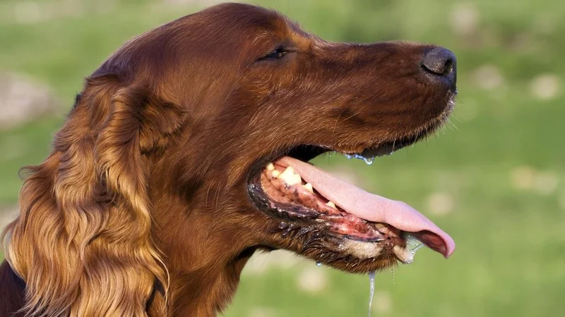 Perro jadeando.
