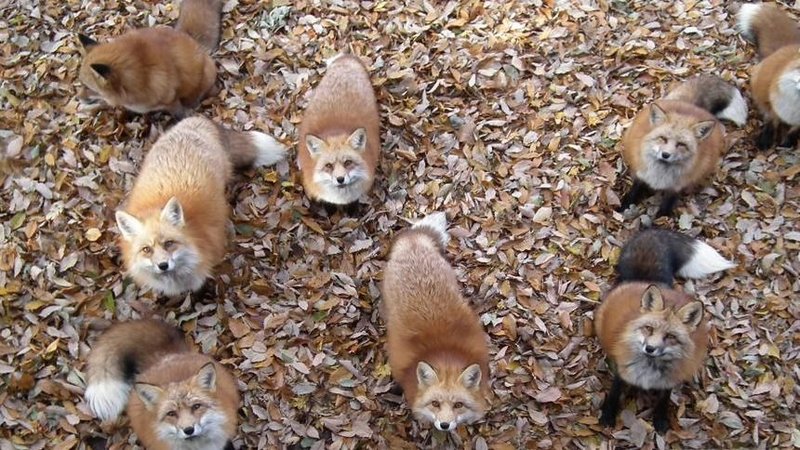 animales, salvajes, zorros, alimentos, comida