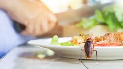 cucarachas en la cocina. cucarachas en la cocina.