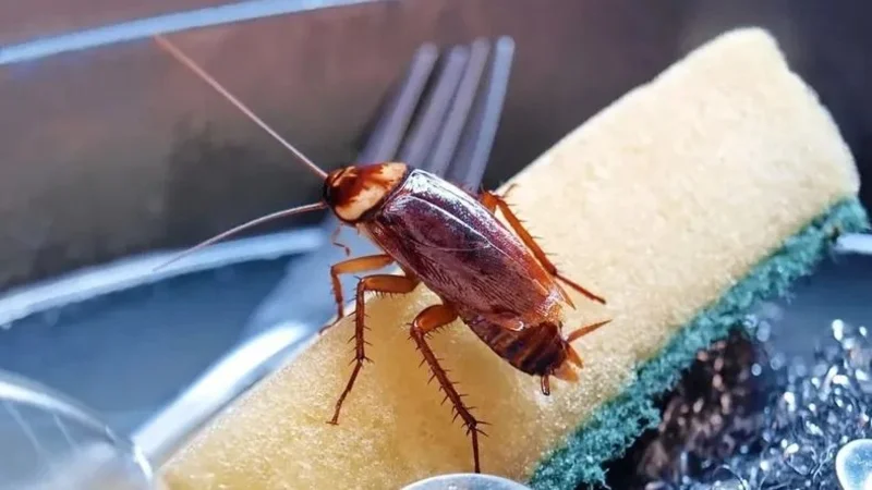 Cucarachas.