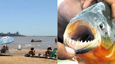 Invasión de palometas en Santa Fe: por qué muerden a la gente y medidas dispuestas tras el ataque masivo Invasión de palometas en Santa Fe: por qué muerden a la gente y medidas dispuestas tras el ataque masivo