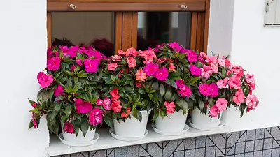 Alegría del hogar Alegría del hogar