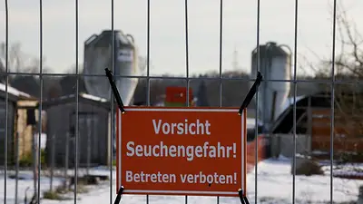 Agrupación de agricultores teme pérdidas de 1.000 millones de euros por fiebre aftosa en Alemania Agrupación de agricultores teme pérdidas de 1.000 millones de euros por fiebre aftosa en Alemania