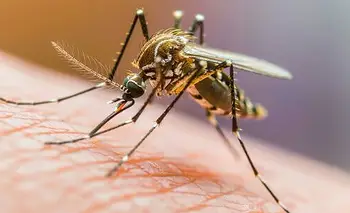 Detectaron un  nuevo caso de dengue y seis posibles de fiebre chikungunya  | Dengue