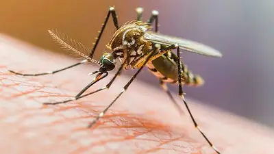 La Rioja confirmó un nuevo caso de dengue y activó un operativo sanitario especial: cuál es la situación La Rioja confirmó un nuevo caso de dengue y activó un operativo sanitario especial: cuál es la situación