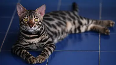 Gato con rayas. Gato con rayas.