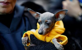 ¿Quién es ese perro tan bueno? Una iglesia de Madrid rocía a las mascotas con agua bendita | Mascotas