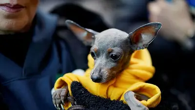 ¿Quién es ese perro tan bueno? Una iglesia de Madrid rocía a las mascotas con agua bendita ¿Quién es ese perro tan bueno? Una iglesia de Madrid rocía a las mascotas con agua bendita