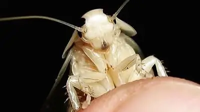 Cucarachas blancas Cucarachas blancas