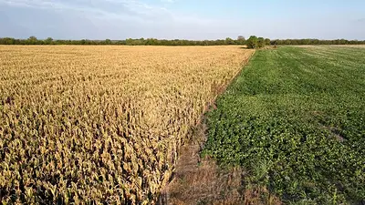 campo campo