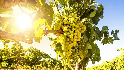 La Rioja fortalece su matriz productiva y se consolida como la tercera provincia vitivinícola del país La Rioja fortalece su matriz productiva y se consolida como la tercera provincia vitivinícola del país