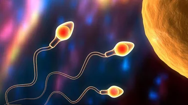 Salud y cambio climático: ¿las olas de calor afectan la fertilidad masculina?