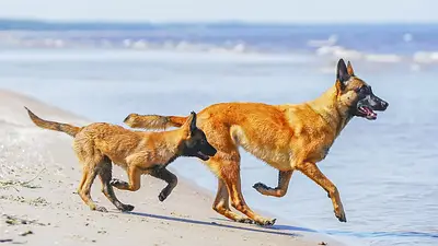 Un perro joven y uno adulto corriendo en la playa Un perro joven y uno adulto corriendo en la playa