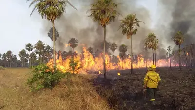 Se registraron 245 focos de incendios en lo que va del 2025: el Gobierno advierte cómo prevenirlos Se registraron 245 focos de incendios en lo que va del 2025: el Gobierno advierte cómo prevenirlos